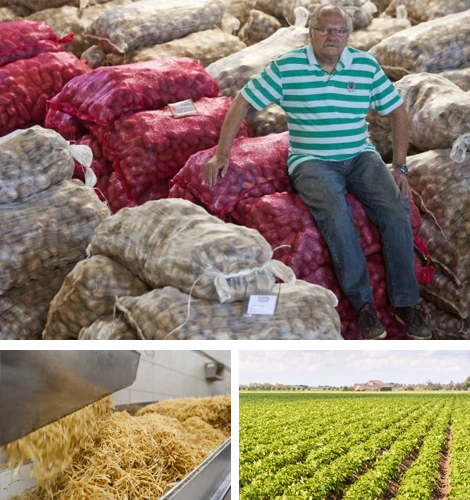 Registro histórico da CRAC: diretor junto a sacas de batatas, produção de batata palha e plantação